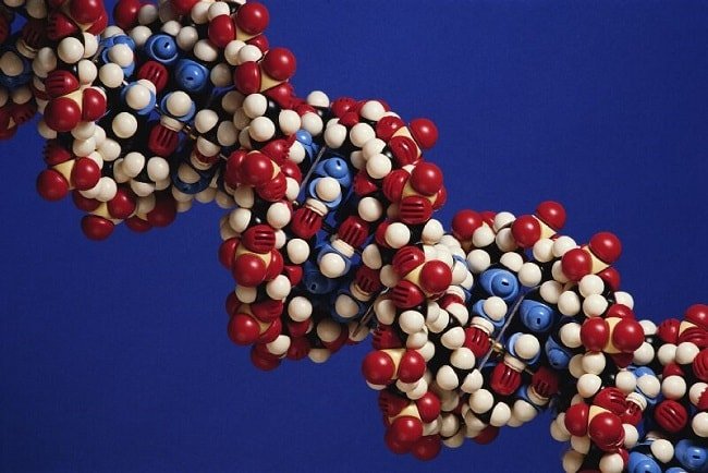 Расшифровка ДНК плода